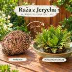 Ruža z Jerycha (Selaginella lepidophylla) – výška 3-5 cm, ⌀ ružice 10 cm, voľnokorenná